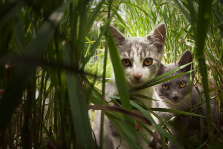 Kočky v bambusu | Sheknows.com