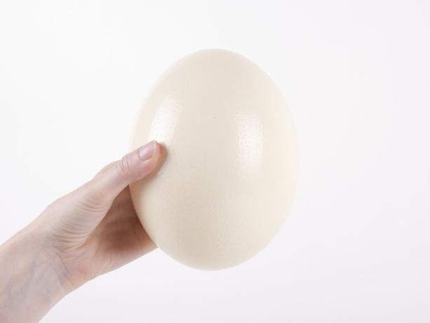 pštrosí vejce