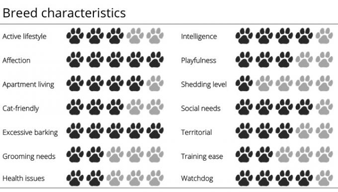 características de la raza del perro salchicha