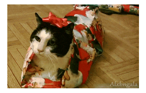 Katze in Geschenkpapier