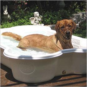 бассейн для собак в форме кости.