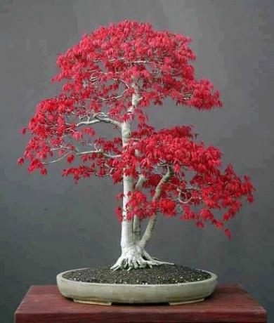 sarkanā kļavas pundurkociņa koks