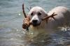 Wenn Sie auf der Suche nach einem Schwimmpartner sind, sind diese Wasserhunde perfekt – SheKnows