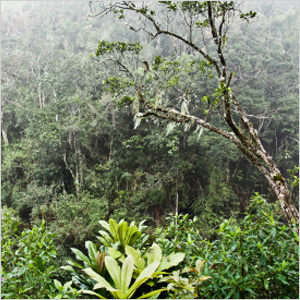 Sauvez la forêt tropicale