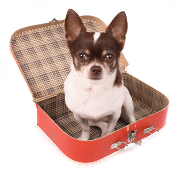 собака у валізі