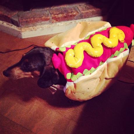 cane Weiner