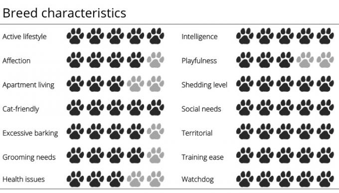 caracteristicile rasei Collie