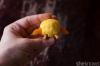 Sýrové kuličky ve tvaru kuřete jsou rozkošným velikonočním předkrmem-SheKnows