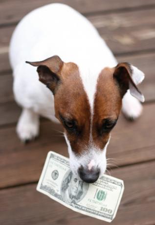 Dogging Holding Money