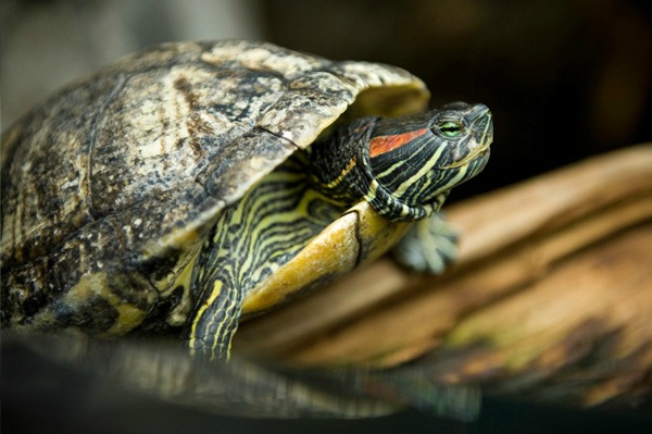 Домашня черепаха в резервуарі