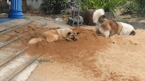 Hund gräbt GIF