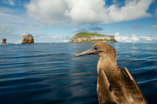 les îles Galapagos