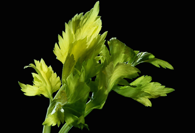 celerové listy