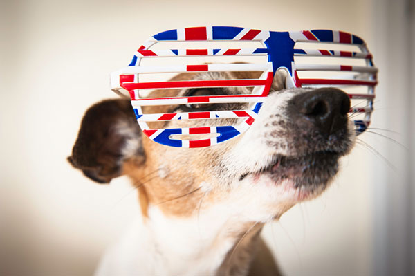 Union Jack Russell