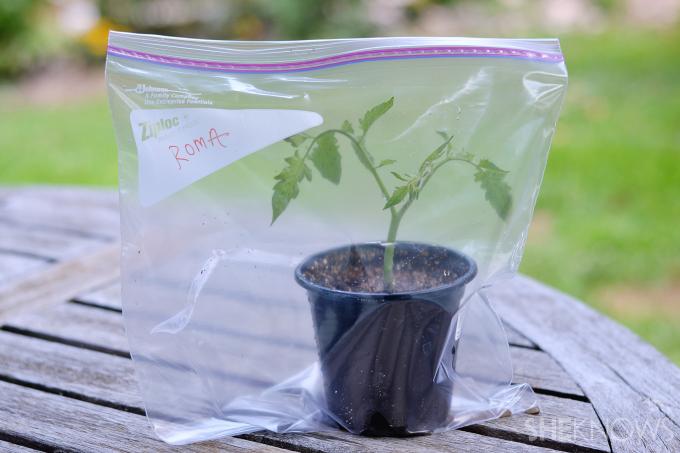 Wie man kostenlos mehr Tomatenpflanzen anbaut