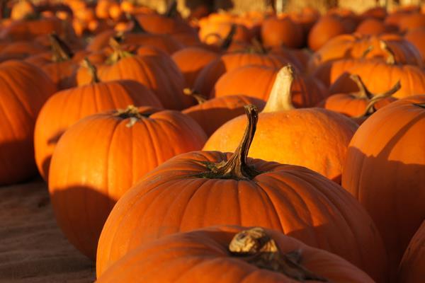 Huerto de calabazas