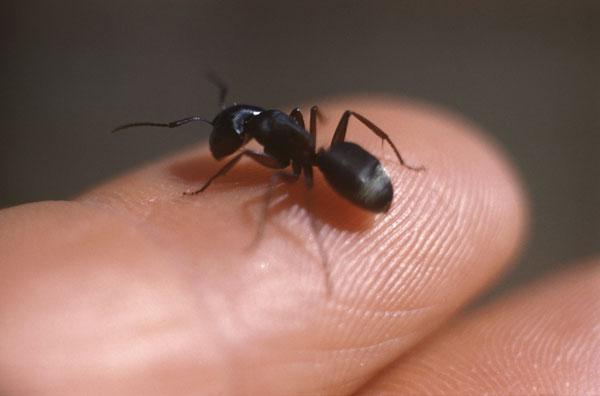 mrówka stolarz