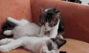 Katzen, die für Zuneigung kneten