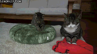 Katzen kneten Betten