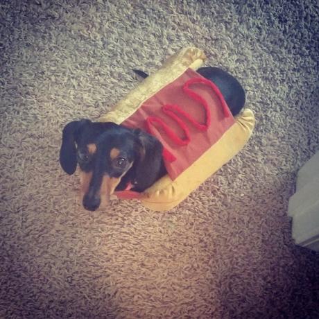 Cachorro weiner