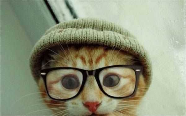 mačja hipsterska očala