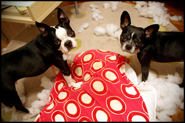 Boston Terriers