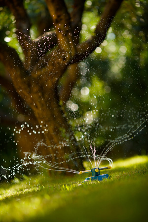 Rasenbewässerung mit Sprinkler