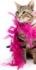 Ein Hellseher für Psychokatzen: Zwei Kätzchen und ein „telepathischer Tierkommunikator“ – SheKnows