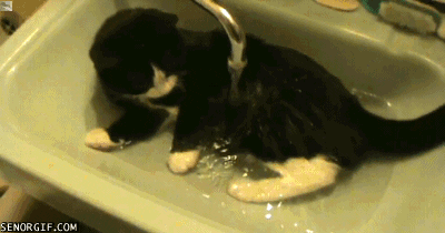Katze im Bad