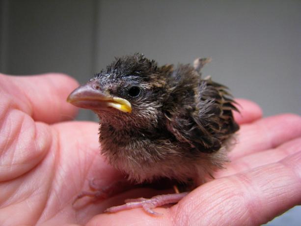 Vogelbaby in einer menschlichen Hand