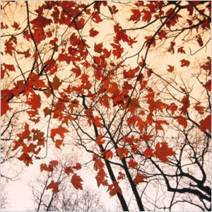 Sarkanās kļavas un rudens debesu druka