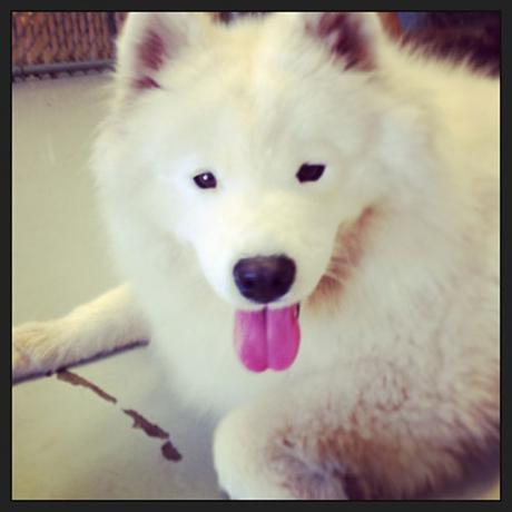 Samoyed