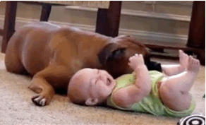 Hunde sind die besten Babysitter