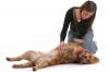Nyári gyakorlatok, amelyeket kutyájával végezhet - SheKnows