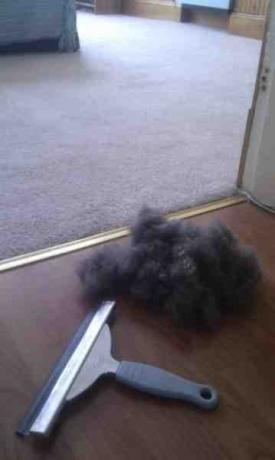 청소 요령: 애완동물 털에 스퀴지 사용