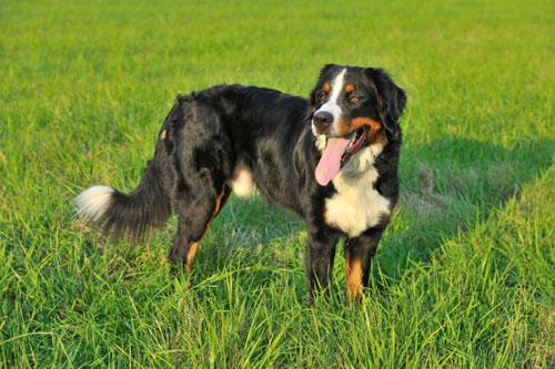 Bernese Mountain Dog