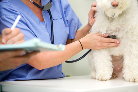 Tierarzt mit Hund