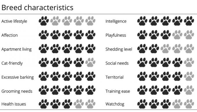 características da raça yorkshire terrier