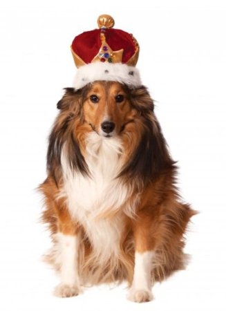 anjing memakai mahkota