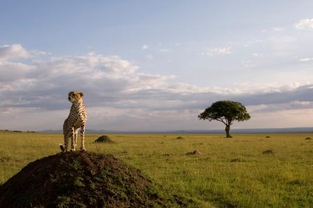 Gepards stāv Āfrikas kaķu sardzē
