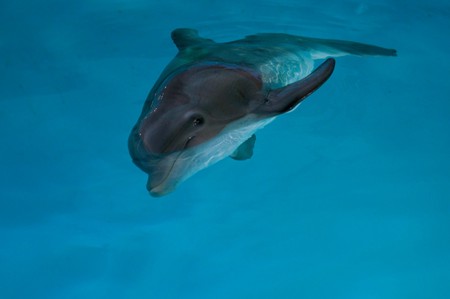 El invierno está listo para ser el centro de atención en Dolphin Tale