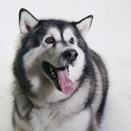 Malamute de Alaska